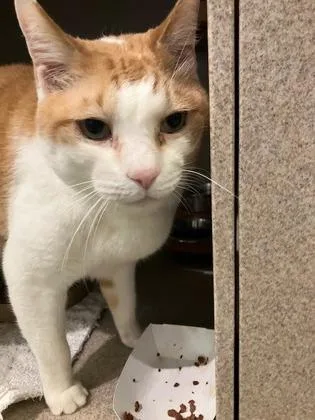 A senior medium-sized male Domestic Short Hair cat named Tofu for adoption in Washington, DC