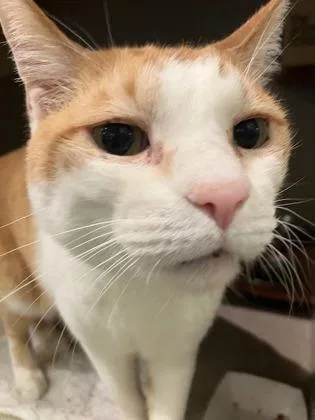 Tofu thumbnail 3