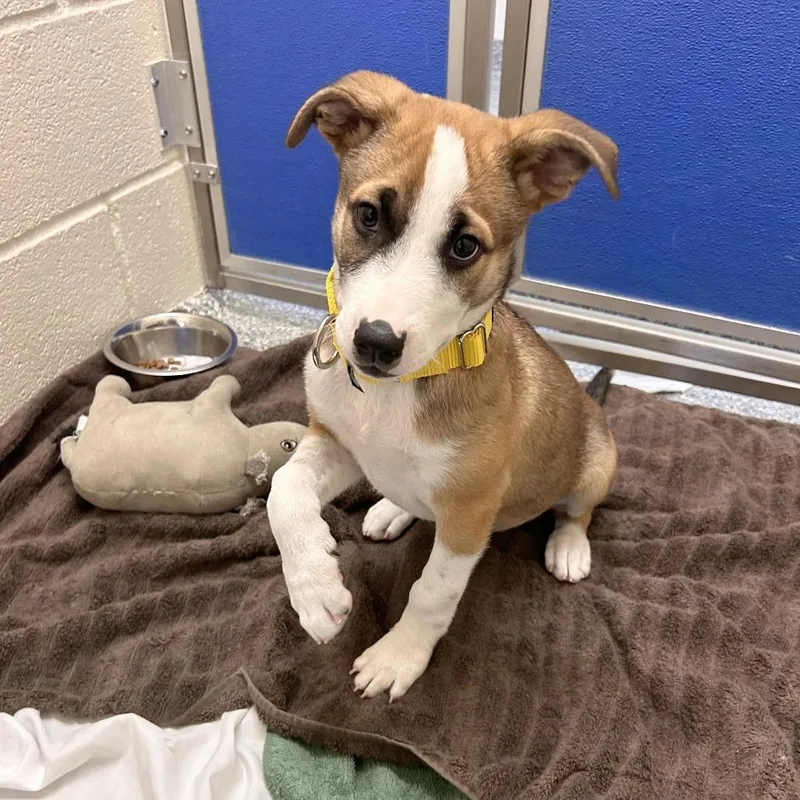A baby medium-sized male Brown / Chocolate Mixed Breed dog named Rubble for adoption in Hendersonville, NC