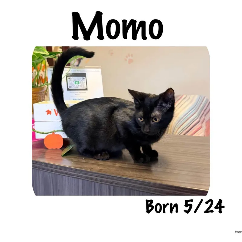 A baby small-sized female Black Domestic Short Hair cat named Momo for adoption in Ashland, KY