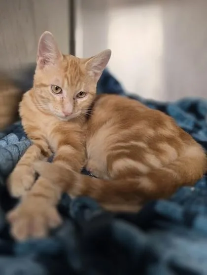 An adult small-sized male Domestic Short Hair cat named Monaco for adoption in Houston, TX