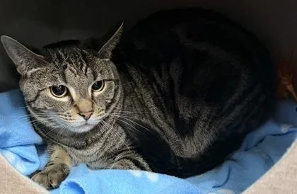 An adult medium-sized female Domestic Short Hair cat named Emmy for adoption in Redmond, OR