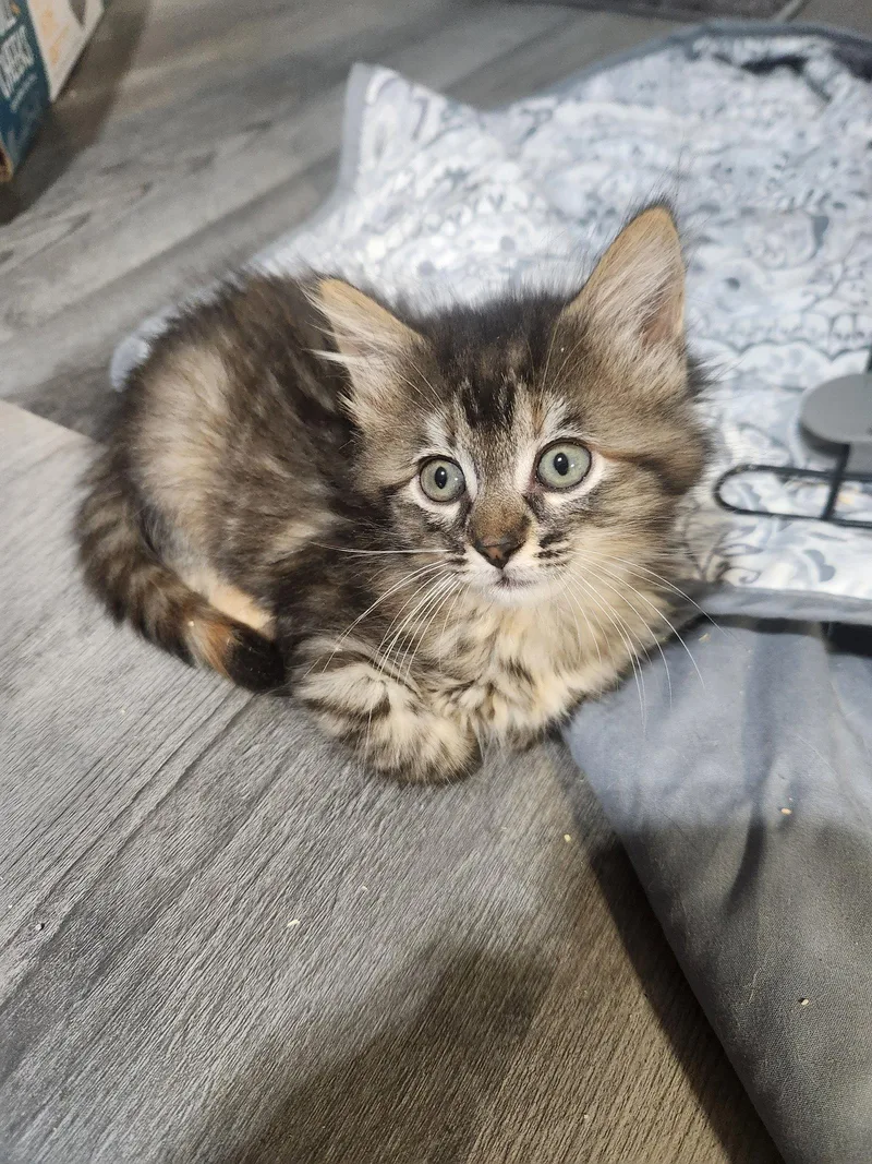 A baby medium-sized female Extra-Toes Cat / Hemingway Polydactyl cat named Xena Stormheart for adoption in Forest, VA