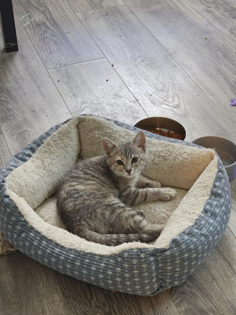 A baby medium-sized female Domestic Medium Hair cat named Willow for adoption in Rochester, NY