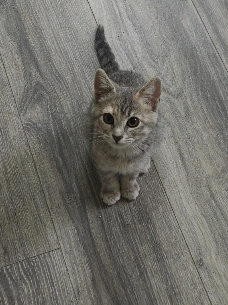 Willow thumbnail 2