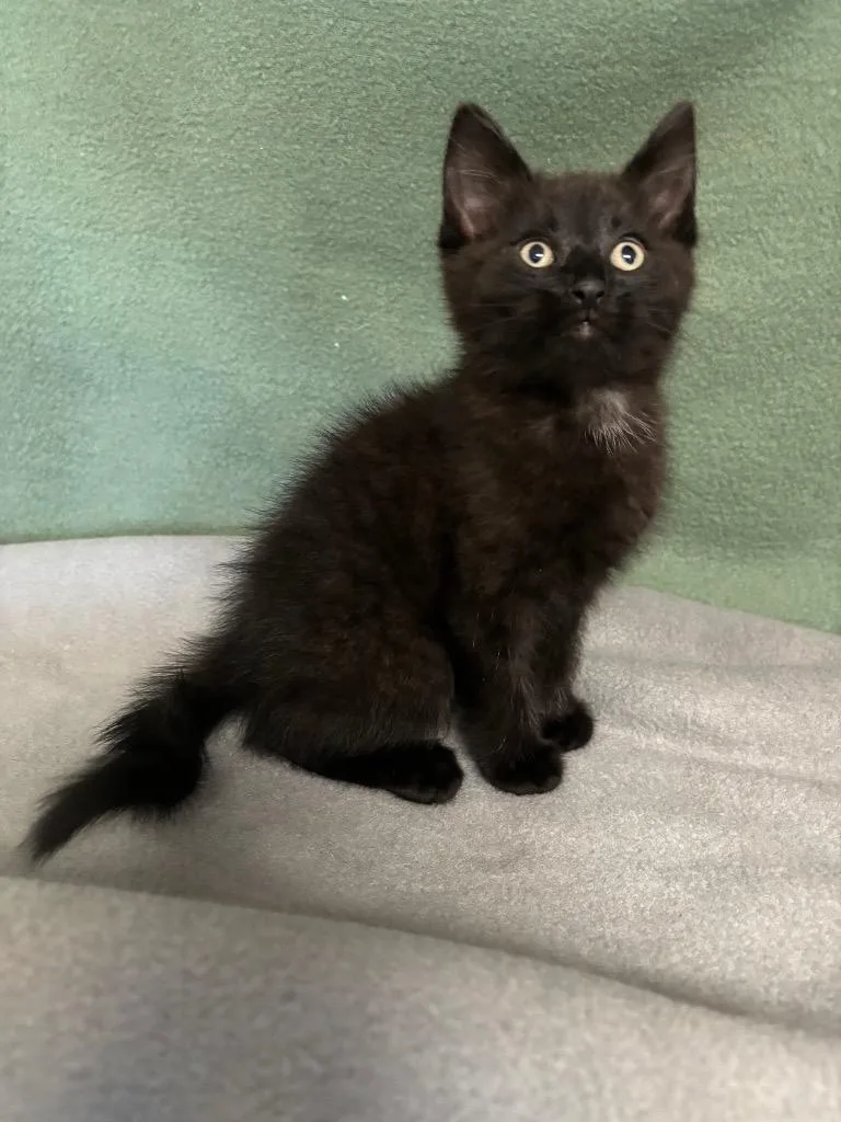 A young medium-sized male Domestic Short Hair cat named Spooky for adoption in Wabash, IN