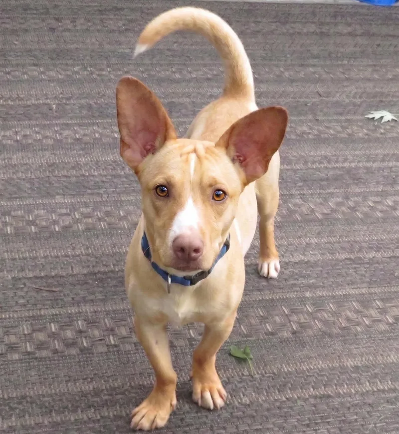 An adult small-sized male Jack Russell Terrier dog named Cody for adoption in Crown Point, IN