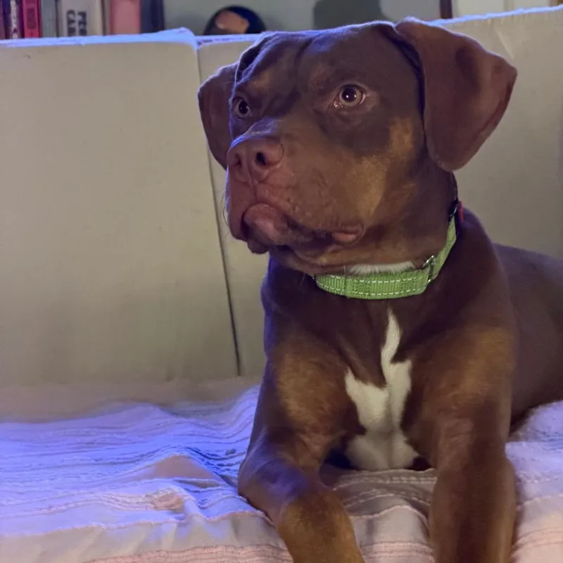 A young medium-sized female Pit Bull Terrier dog named Daphne for adoption in Ballston Spa, NY