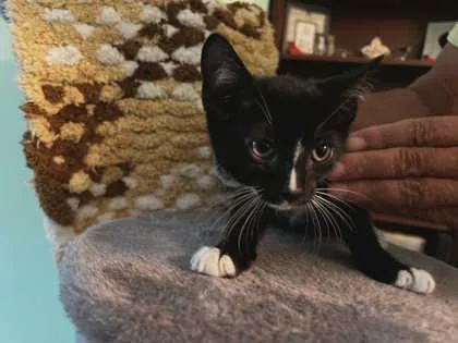 A baby medium-sized female Domestic Short Hair cat named Super Nova for adoption in Savannah, GA