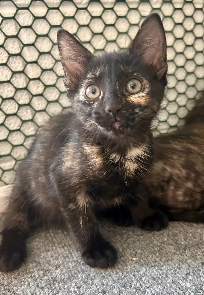 A baby small-sized female Domestic Short Hair cat named Gingin for adoption in Cottonwood, AZ