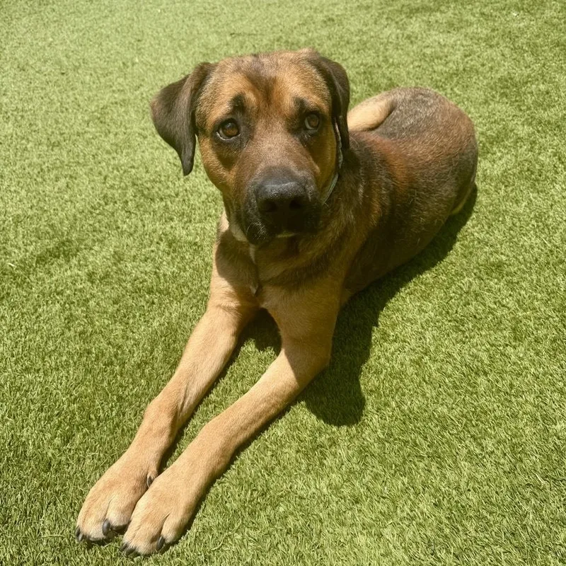An adult large-sized male Black Mouth Cur dog named Houston for adoption in Houston, TX