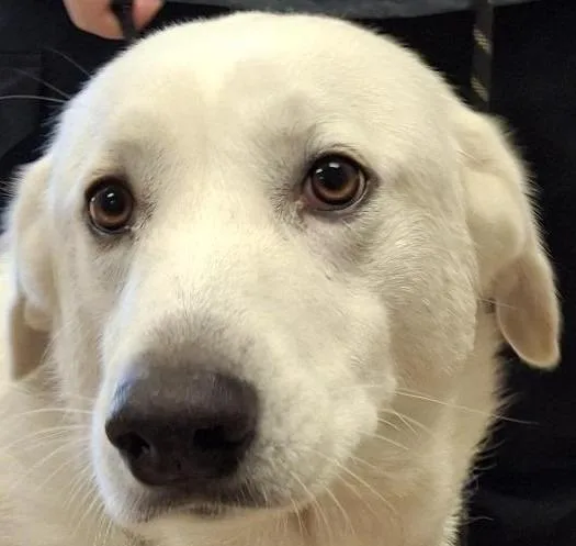 An adult medium-sized female Great Pyrenees dog named Aspen for adoption in Brenham, TX