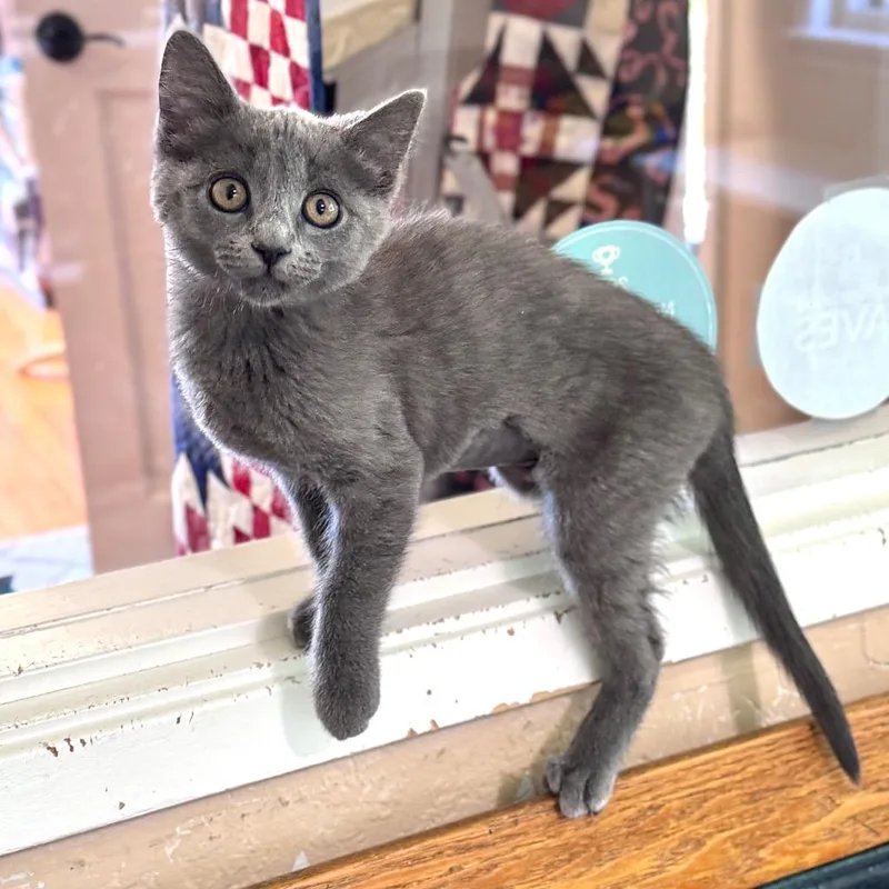 A baby small-sized female Domestic Short Hair cat named Mouse for adoption in Cambria, CA