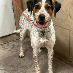 A young medium-sized female Pointer dog named Lilly for adoption in Denison, IA