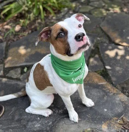 An adult medium-sized female Pit Bull Terrier dog named Runa for adoption in Midland, VA