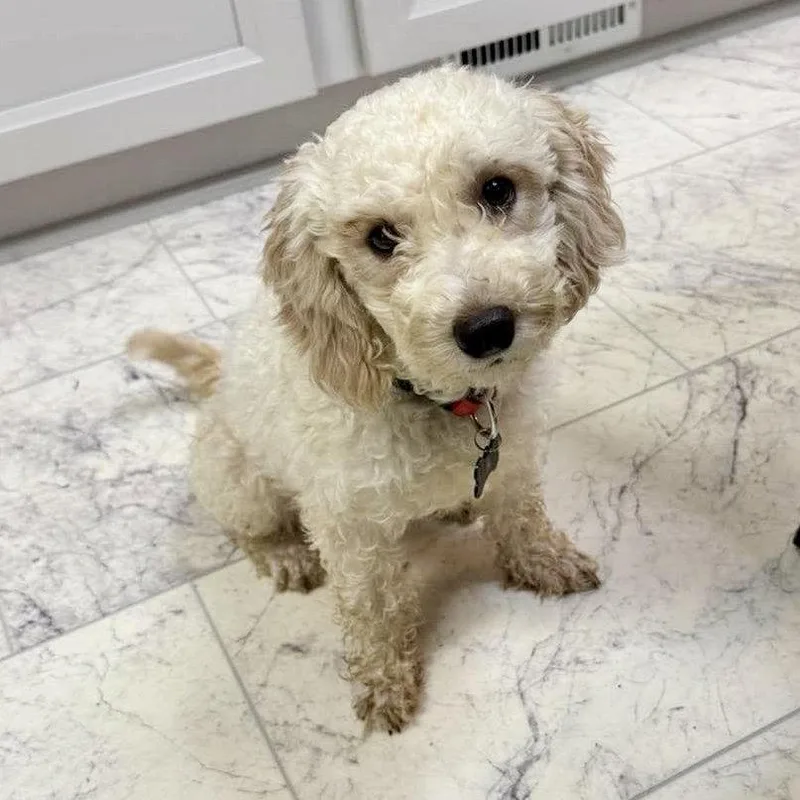 A senior small-sized female Poodle dog named Claire for adoption in Hillsborough , NC