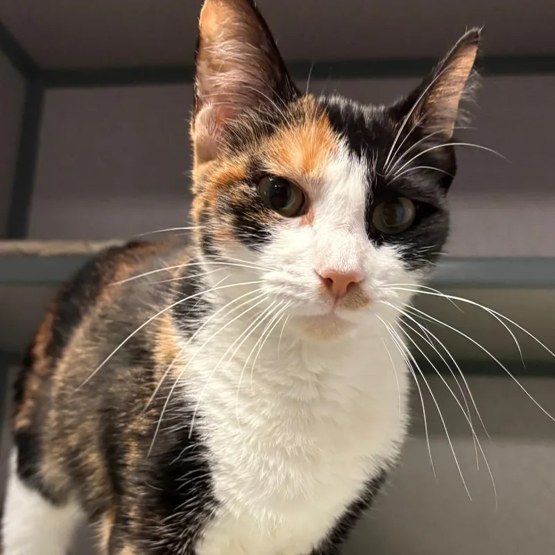 A young medium-sized female Calico Domestic Short Hair cat named Daphne for adoption in Port Charlotte, FL