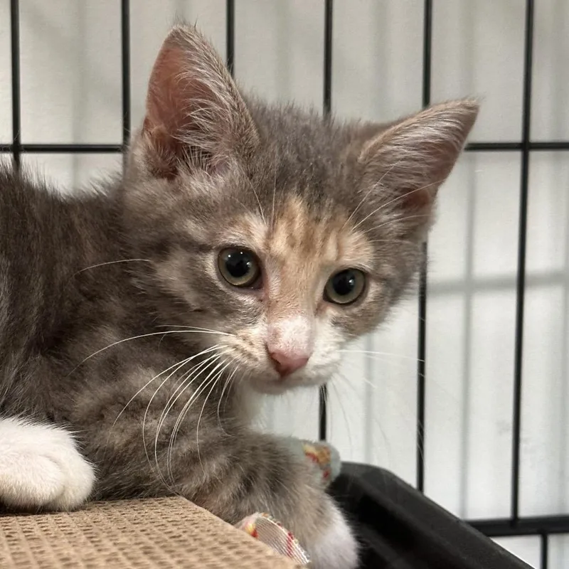 A baby small-sized female Calico Domestic Short Hair cat named Tater Tot for adoption in Newark, NJ