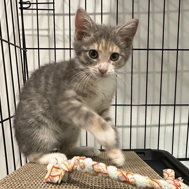 Tater Tot thumbnail 3
