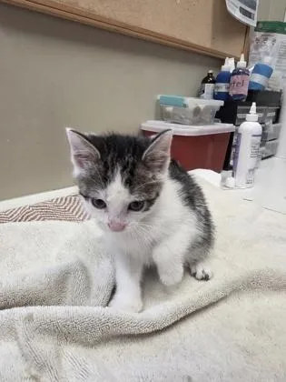 A baby small-sized male Domestic Short Hair cat named Queso for adoption in Fishers, IN
