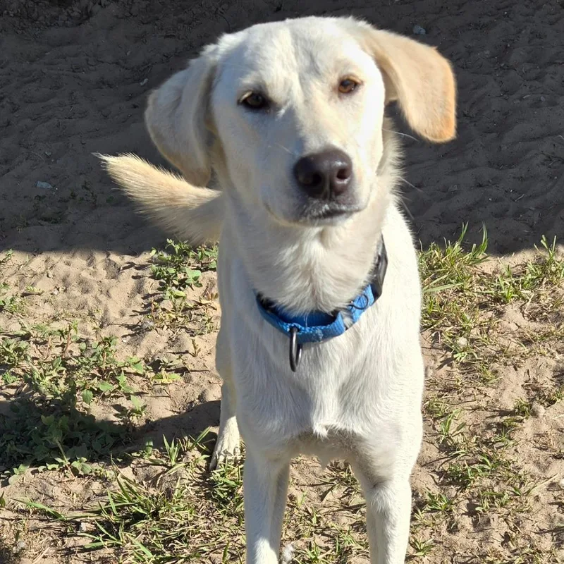 An adult medium-sized female Yellow / Tan / Blond / Fawn Yellow Labrador Retriever dog named Stella for adoption in Ocala, FL