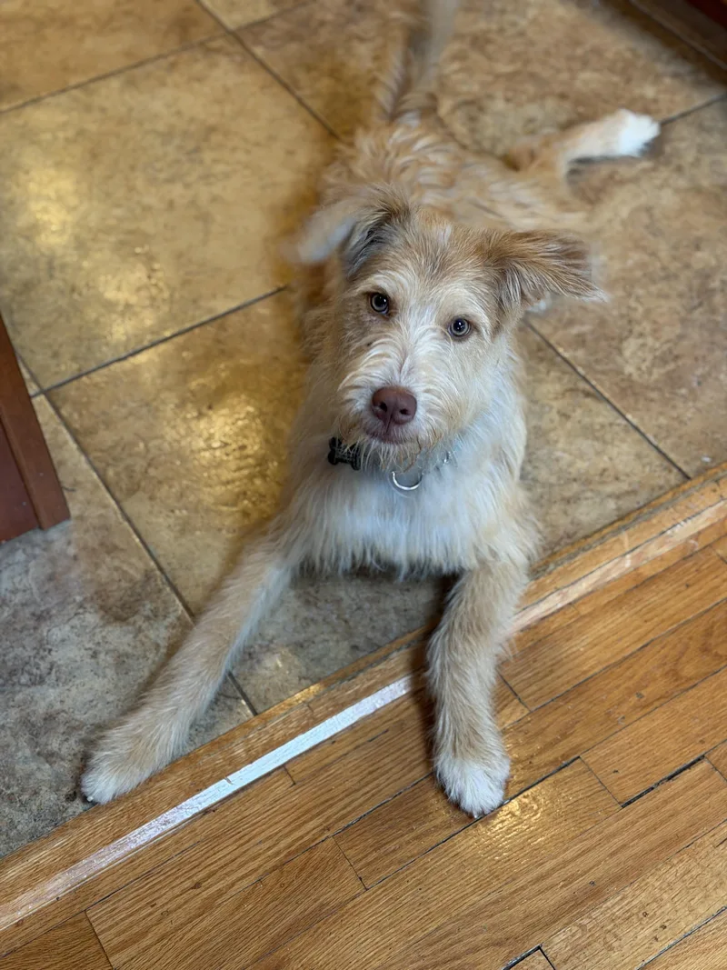 A baby medium-sized female Golden Irish Terrier dog named Libby for adoption in Nanuet, NY