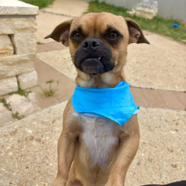 An adult small-sized male Brown / Chocolate Pug dog named Gordy for adoption in Fredericksburg, TX