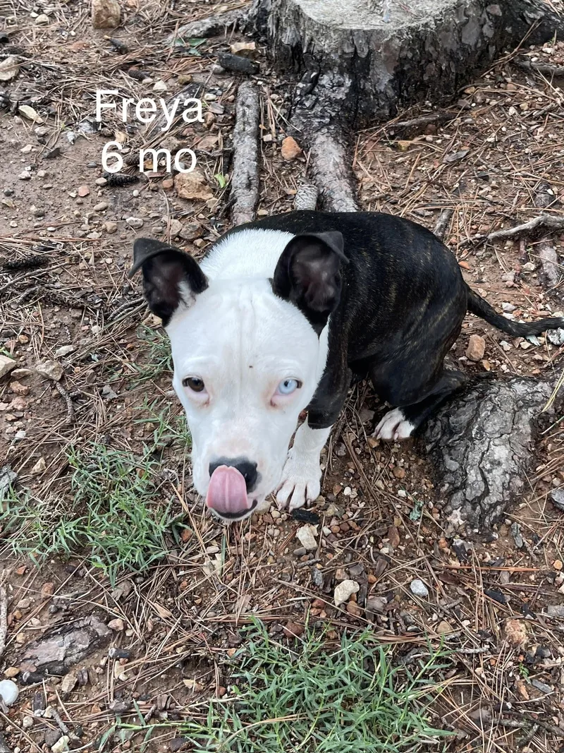 A young medium-sized female Pit Bull Terrier dog named Freya for adoption in Welling, OK