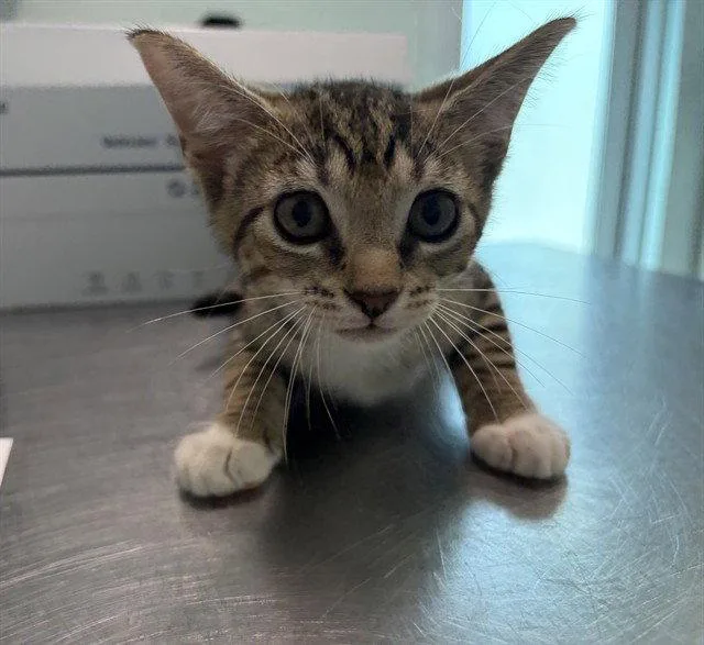 A baby small-sized female Brown / Chocolate Domestic Short Hair cat named Pacific for adoption in Tavares, FL