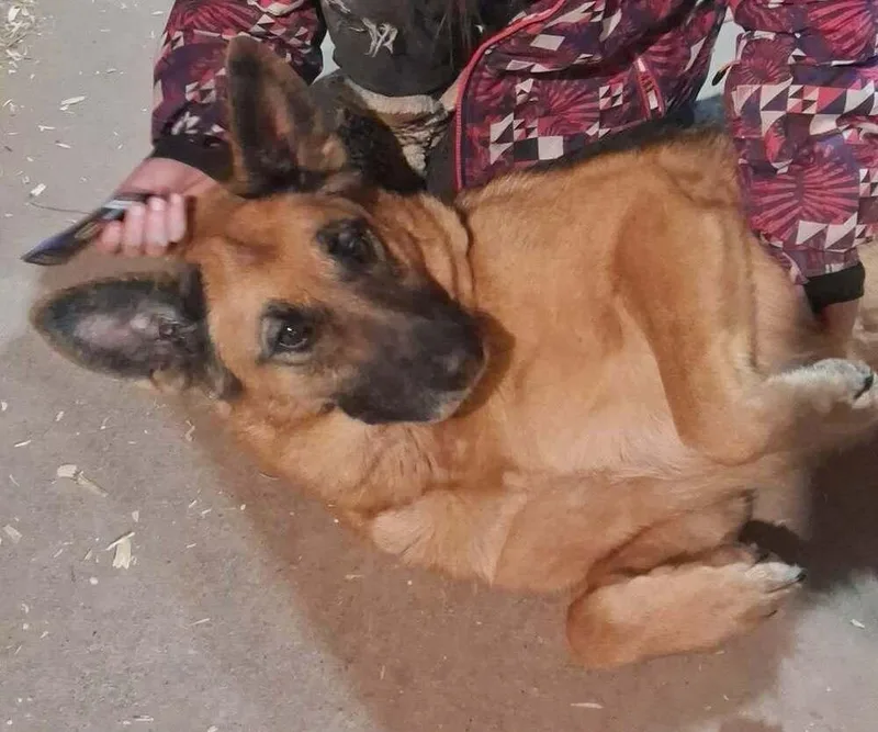 An adult large-sized female Brown / Chocolate German Shepherd Dog dog named Abby for adoption in Mauston, WI