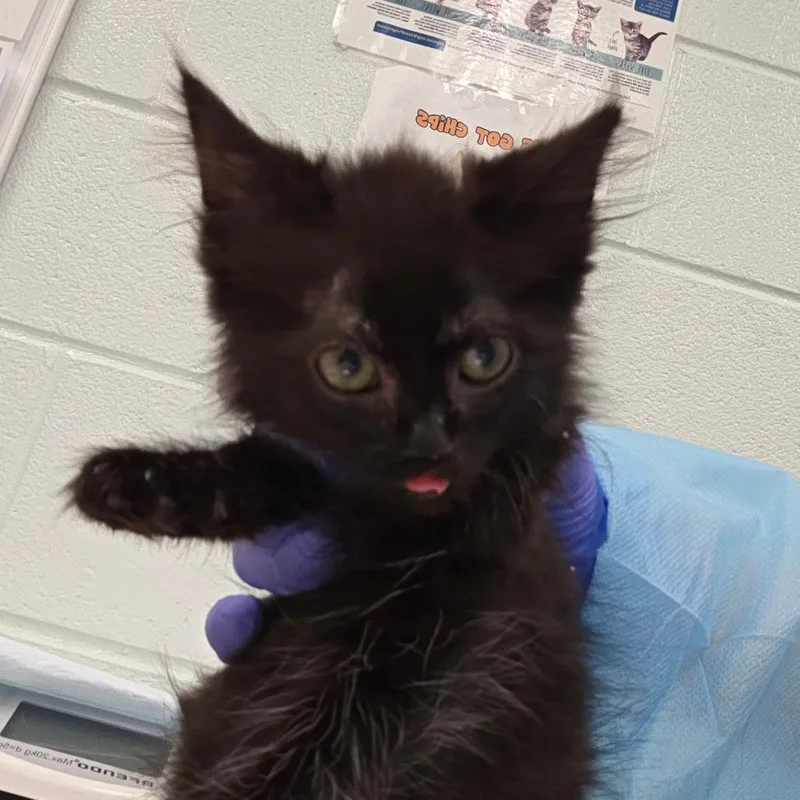 A baby small-sized female Black Domestic Short Hair cat named Silly Bands for adoption in Chattanooga, TN