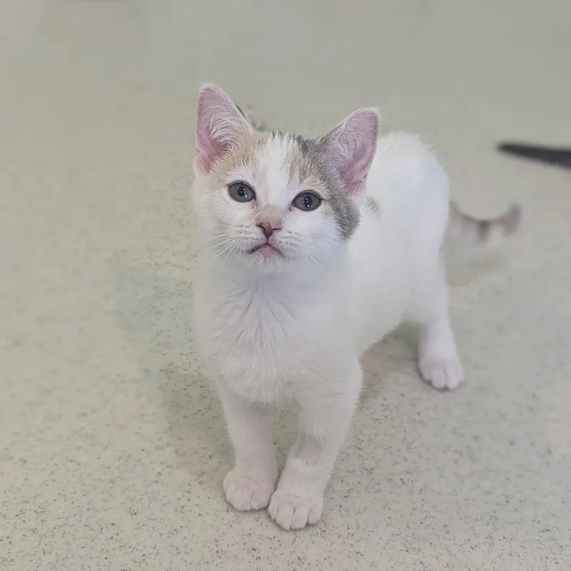 A baby medium-sized female Dilute Calico Domestic Short Hair cat named Eleanor for adoption in Fenton, MI