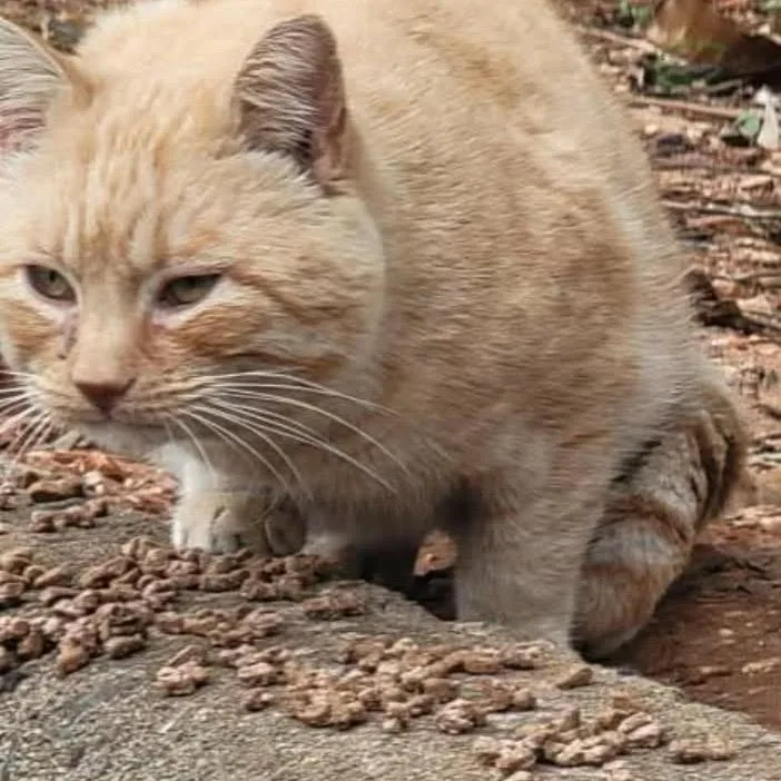 An adult medium-sized male American Shorthair cat named Bill for adoption in mount vernon, AR