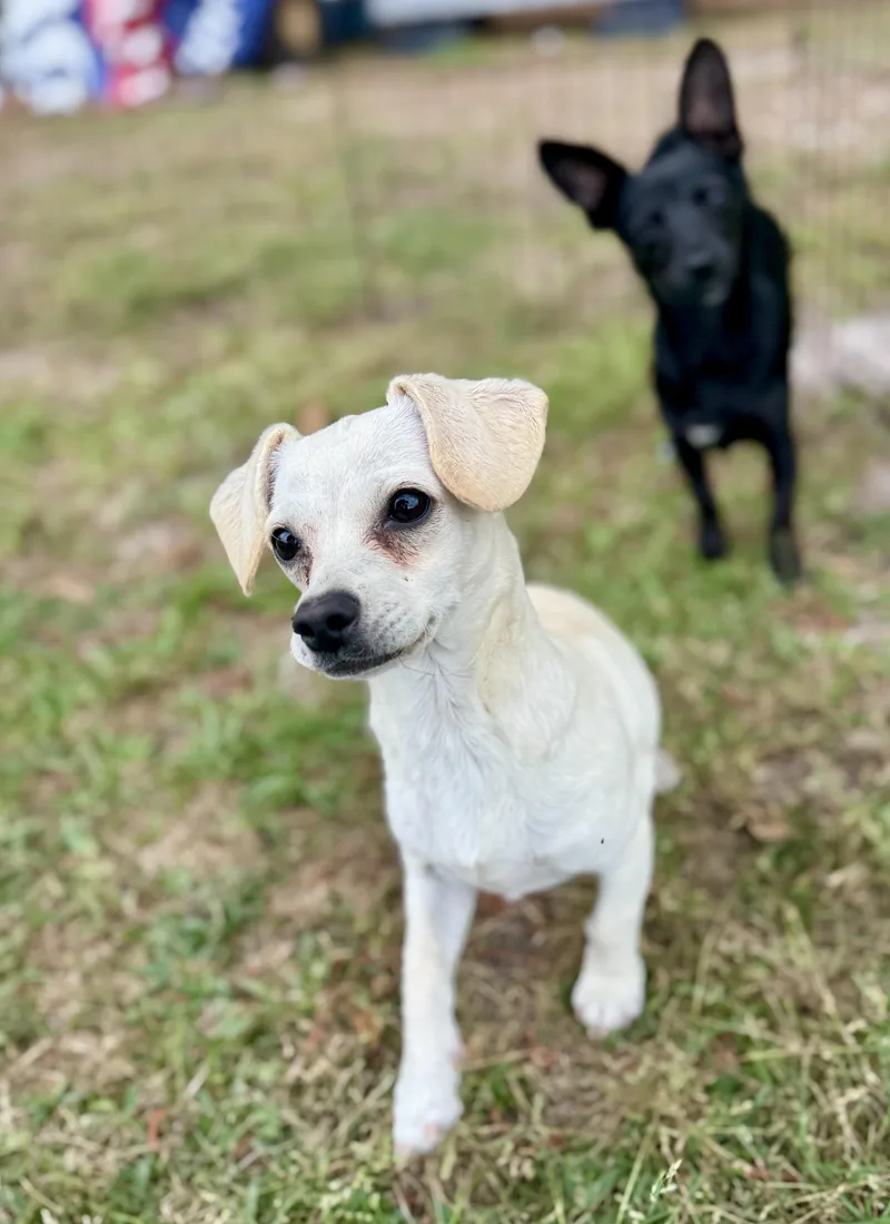 A baby small-sized female White / Cream Chihuahua dog named Bella for adoption in Lucedale, MS