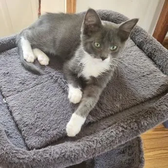 A baby small-sized male Gray & White Domestic Short Hair cat named Rufus for adoption in Rochester, MN