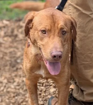 An adult medium-sized male Red / Chestnut / Orange Labrador Retriever dog named Cody for adoption in Hartwell, GA