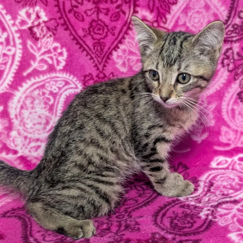 A baby small-sized female Brown / Chocolate Domestic Short Hair cat named Joanie for adoption in Jefferson city, TN
