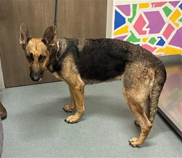 A young large-sized female German Shepherd Dog dog named Trixy for adoption in Baytown, TX