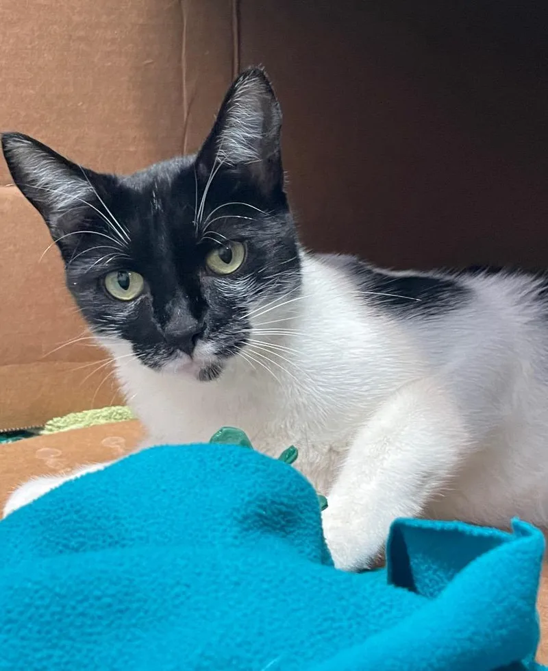 A young medium-sized female Domestic Short Hair cat named Vans for adoption in Eastsound, WA