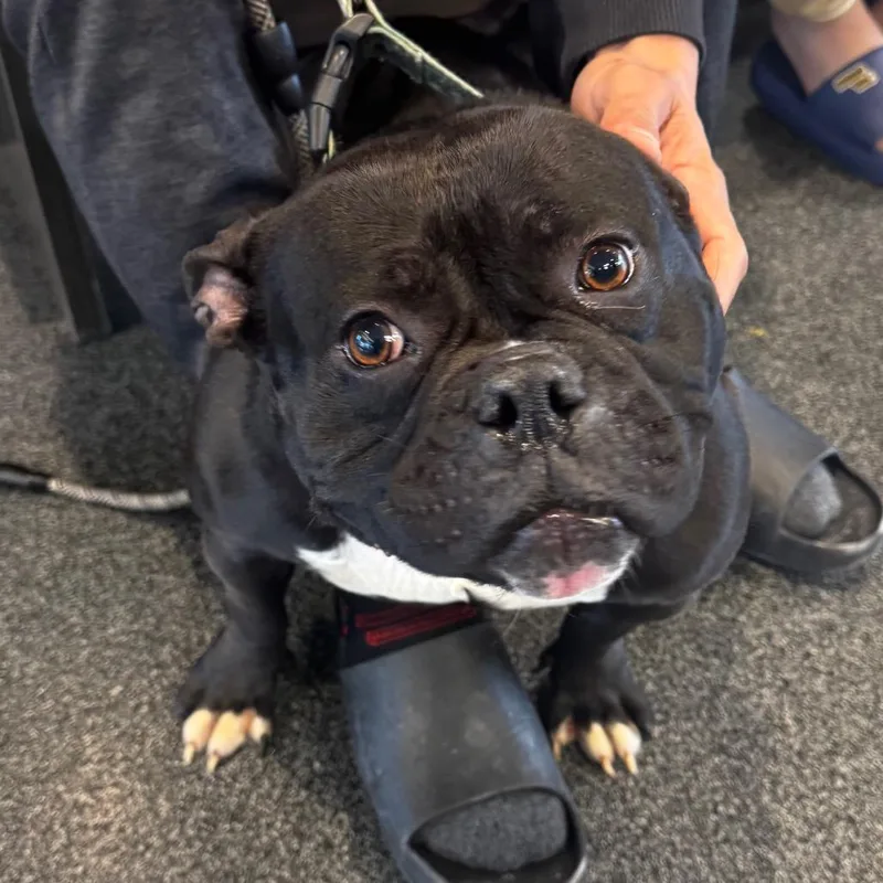 Jellybean thumbnail 2