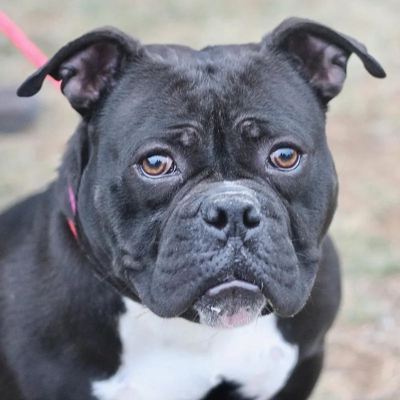 Jellybean thumbnail 3