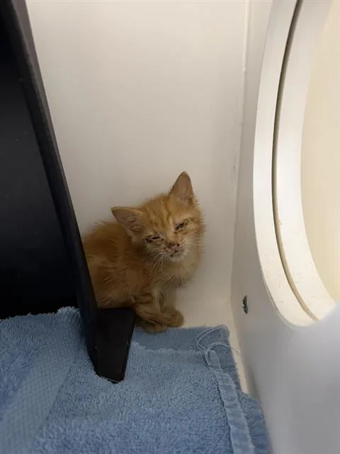 A baby small-sized female Domestic Short Hair cat named Static for adoption in Ontario, CA