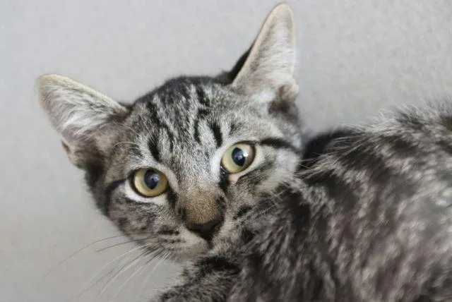 A baby small-sized male Domestic Short Hair cat named Bugz for adoption in Tucson, AZ