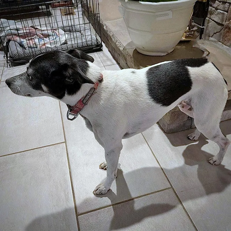 An adult small-sized female Rat Terrier dog named Ellie for adoption in Atlanta, GA