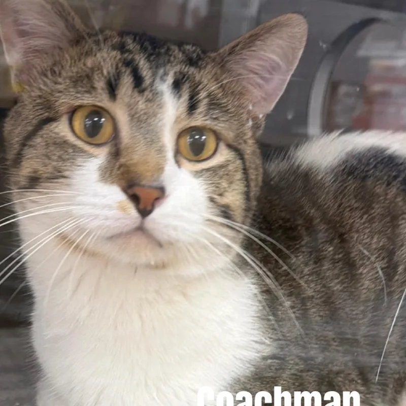 An adult medium-sized male Brown / Chocolate Domestic Short Hair cat named Coachman Meet me at for adoption in Buffalo, MN