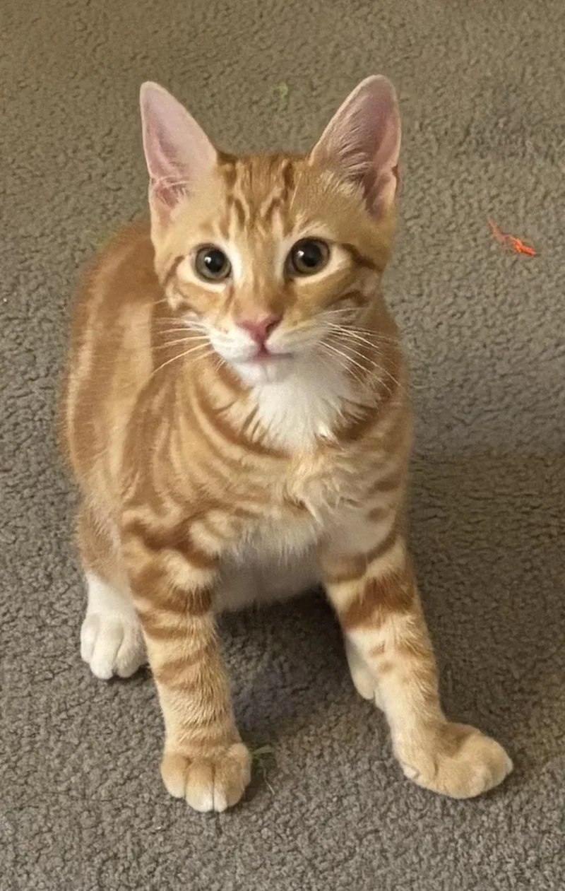 Gus