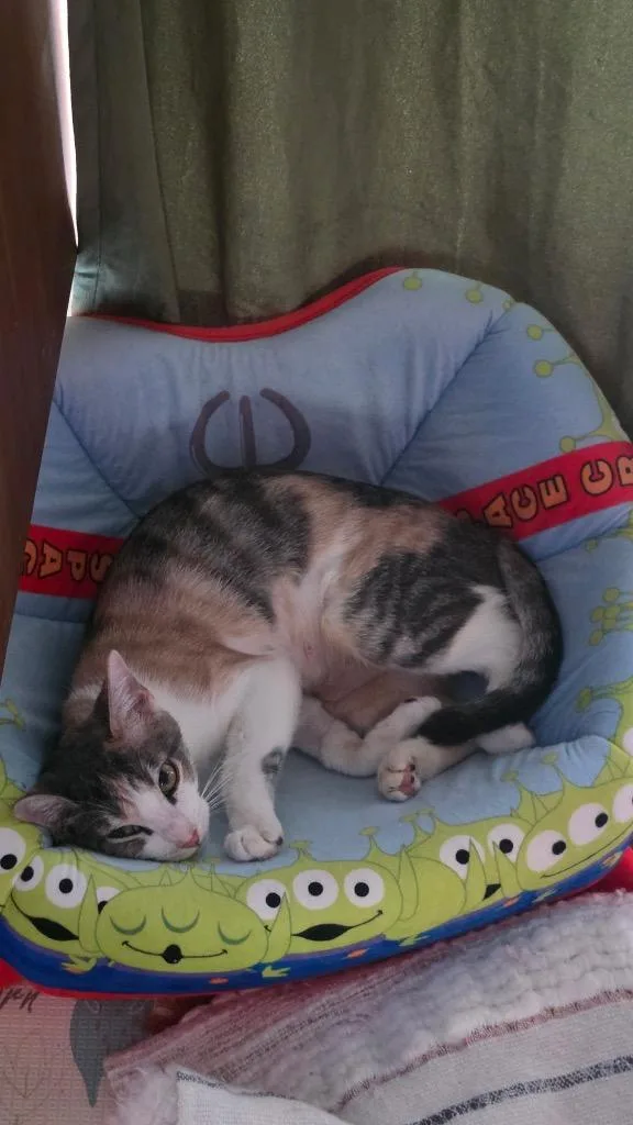 Polly thumbnail 3