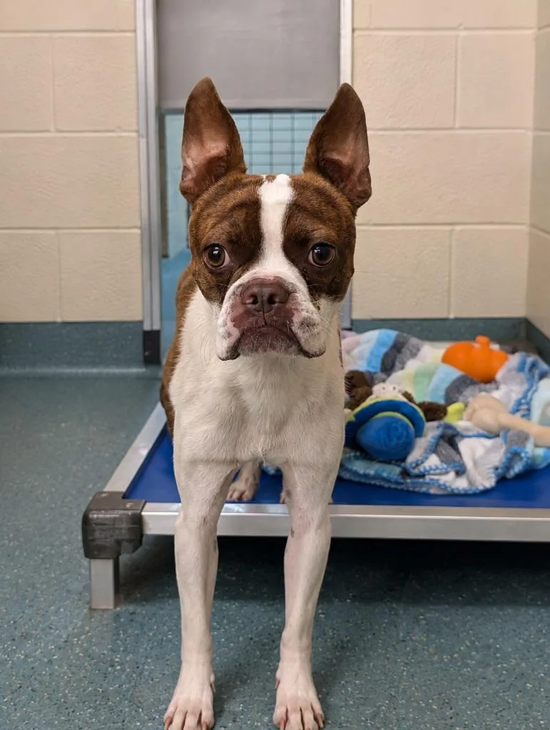 A young medium-sized male Boston Terrier dog named Boston for adoption in Seven Points, TX