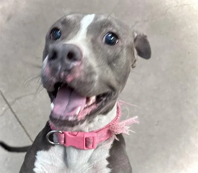 A young medium-sized female Pit Bull Terrier dog named Frances for adoption in Tucson, AZ