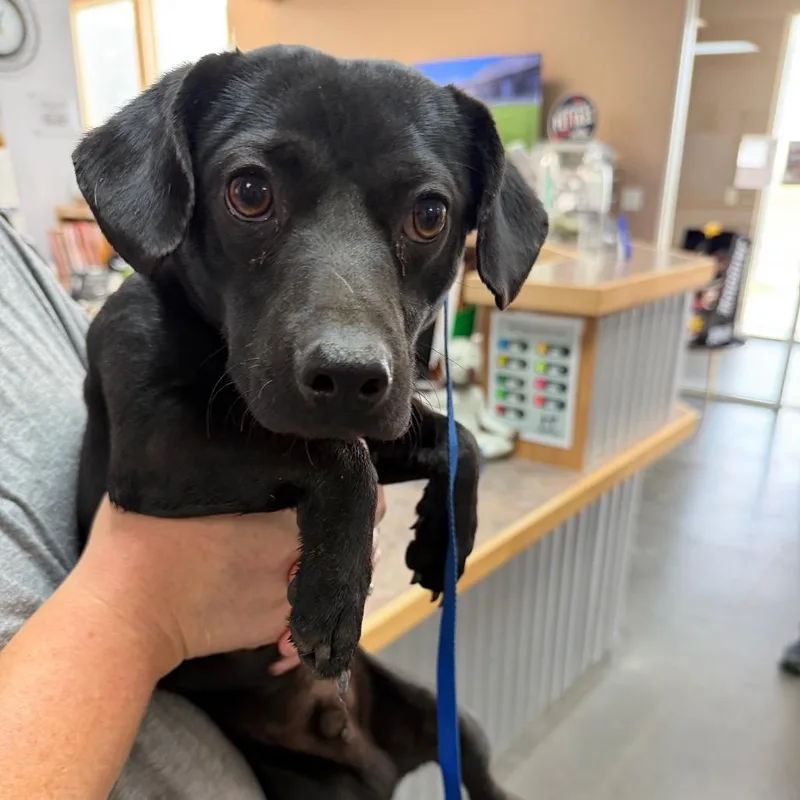 An adult small-sized male Black Chihuahua dog named Pete for adoption in Idaho Falls, ID